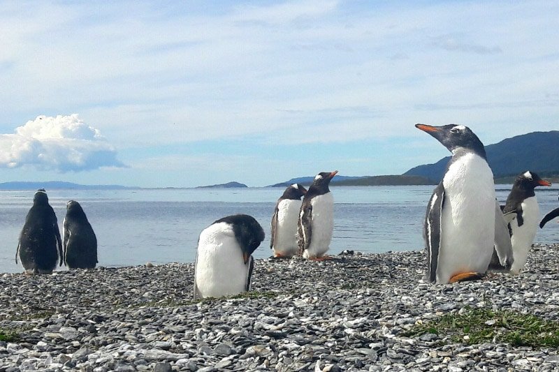 15-pinguinos-ushuaia-argentina-suramerica-en-familia-relatos-el-tesoro-en-casa