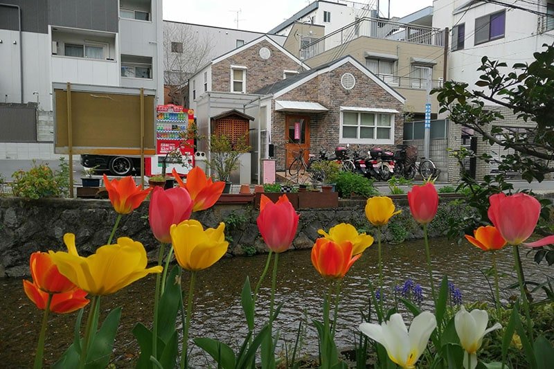 tulipanes-kioto-galeria-relatos-el-tesoro-sandra-restrepo