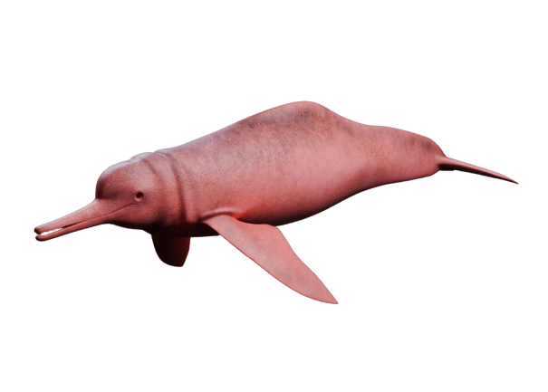 delfin-rosado-la-selva