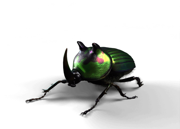 escarabajo-la-selva