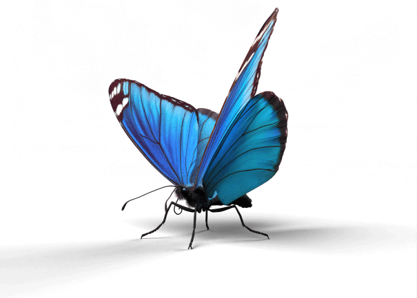 mariposa-la-selva